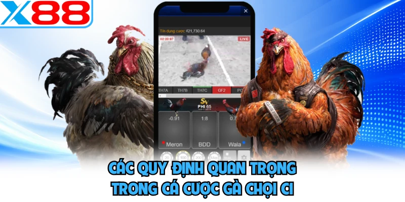 Các quy định quan trọng trong cá cược gà chọi C1 