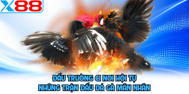 Đấu trường C1 nơi hội tụ những trận đấu đá gà mãn nhãn 