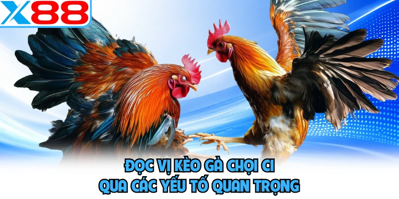Đọc vị kèo gà chọi C1 qua các yếu tố quan trọng 